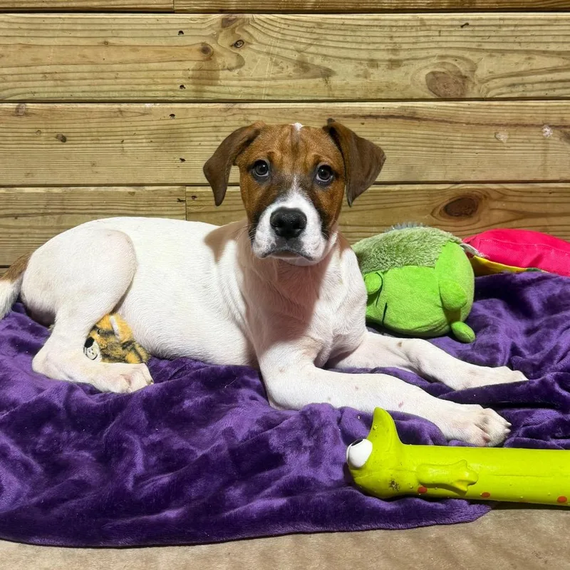 A baby medium-sized male White / Cream Mixed Breed dog named Oliver for adoption in Wappingers Falls, NY
