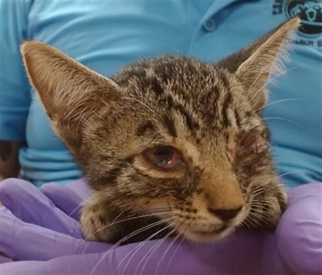 A baby small-sized male Domestic Short Hair cat named Taro for adoption in Miami, FL