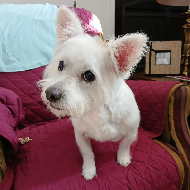 A senior small-sized female White / Cream Mixed Breed dog named Betty for adoption in Las Cruces, NM
