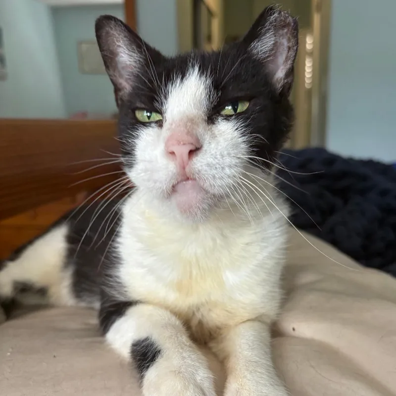 A senior medium-sized female White Domestic Short Hair cat named Valeria for adoption in Fort Lauderdale, FL