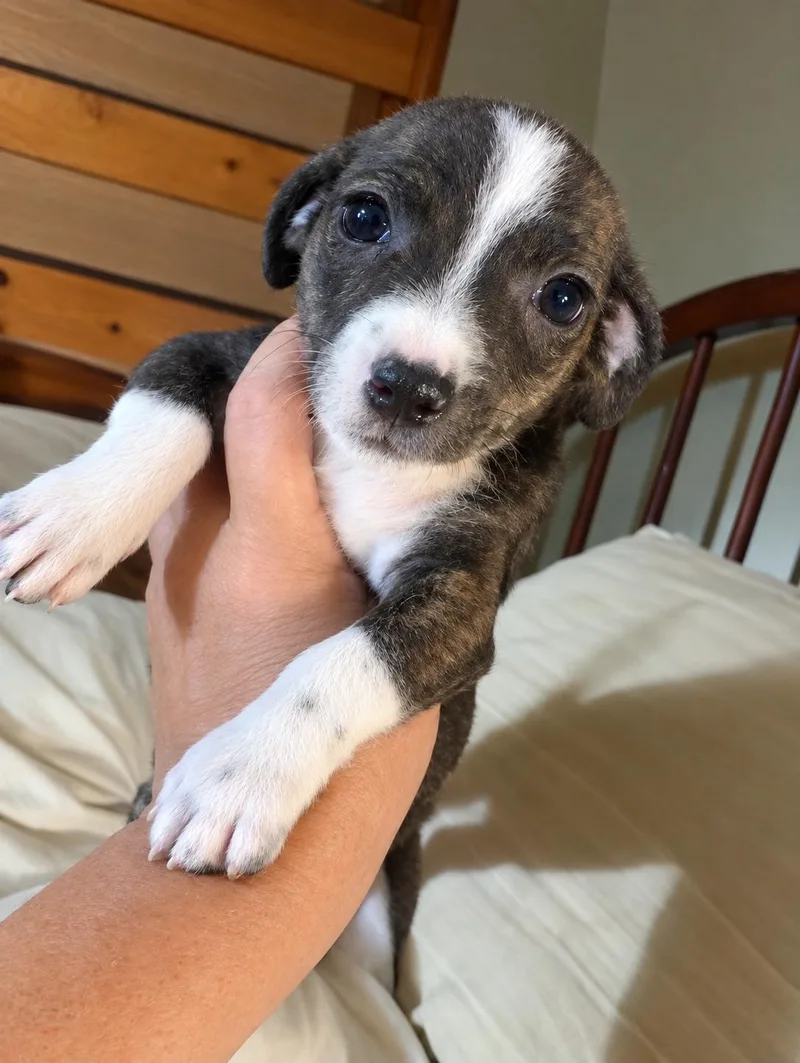 A baby small-sized male Chihuahua dog named Hopper for adoption in Baker, LA