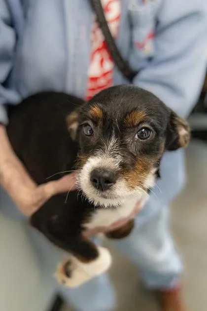 A baby small-sized female Mixed Breed dog named Sage for adoption in West Chester, PA