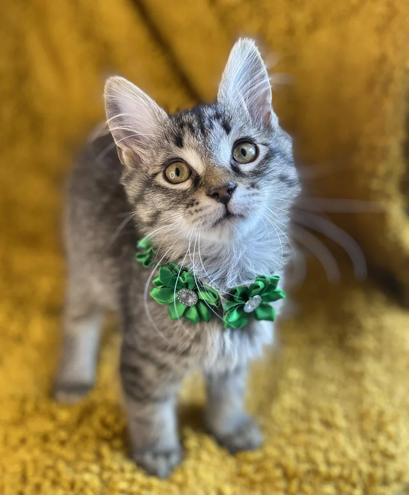 A baby small-sized male Domestic Medium Hair cat named Fluffy for adoption in Cookeville, TN