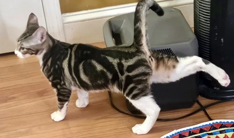 A baby medium-sized female Brown / Chocolate Tabby cat named Tessa for adoption in Red Bank, NJ