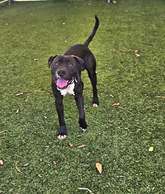 A young medium-sized male Pit Bull Terrier dog named Sid for adoption in Downey, CA