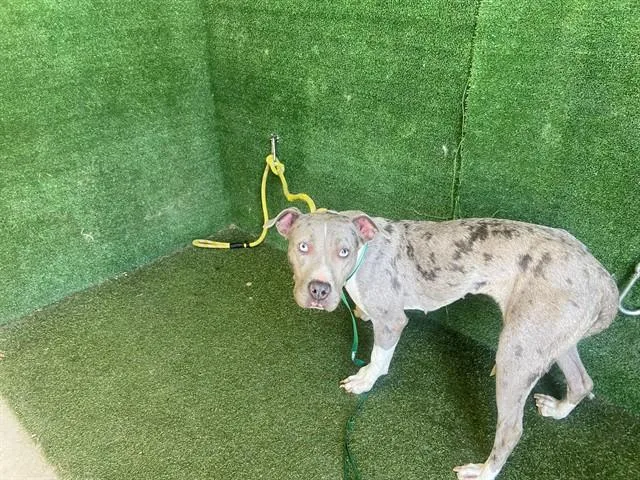 A young medium-sized female Pit Bull Terrier dog named Wilma for adoption in Lancaster, CA