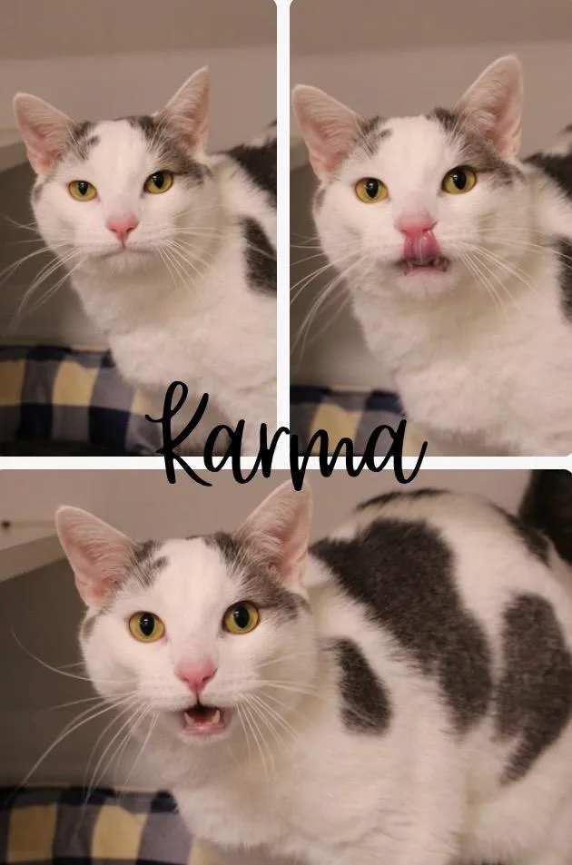 Karma Silo thumbnail 5