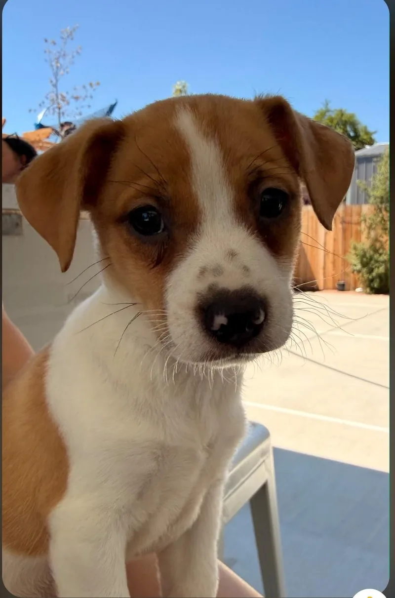 Milo