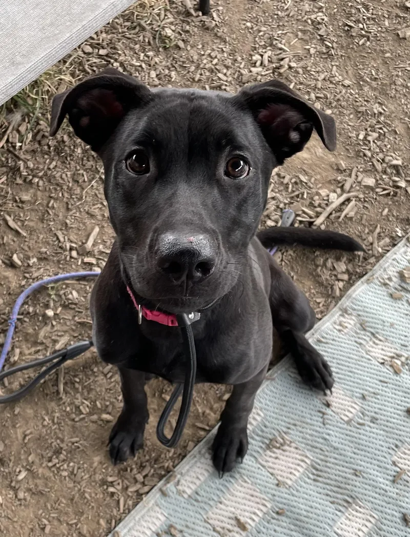 A young medium-sized female Black Labrador Retriever dog named Posh HOLD for adoption in Canton, OH