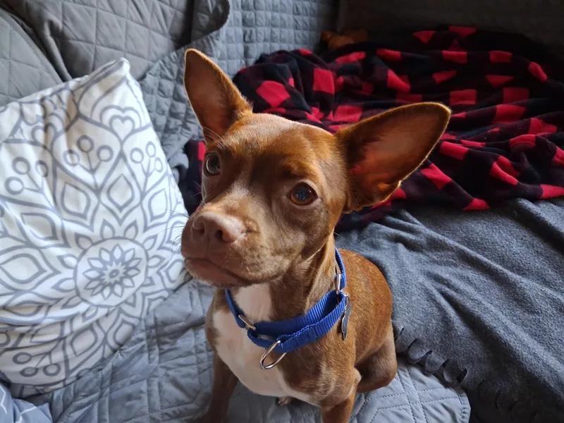A young small-sized female Brown / Chocolate Chihuahua dog named Gremmie for adoption in Harrison, NY