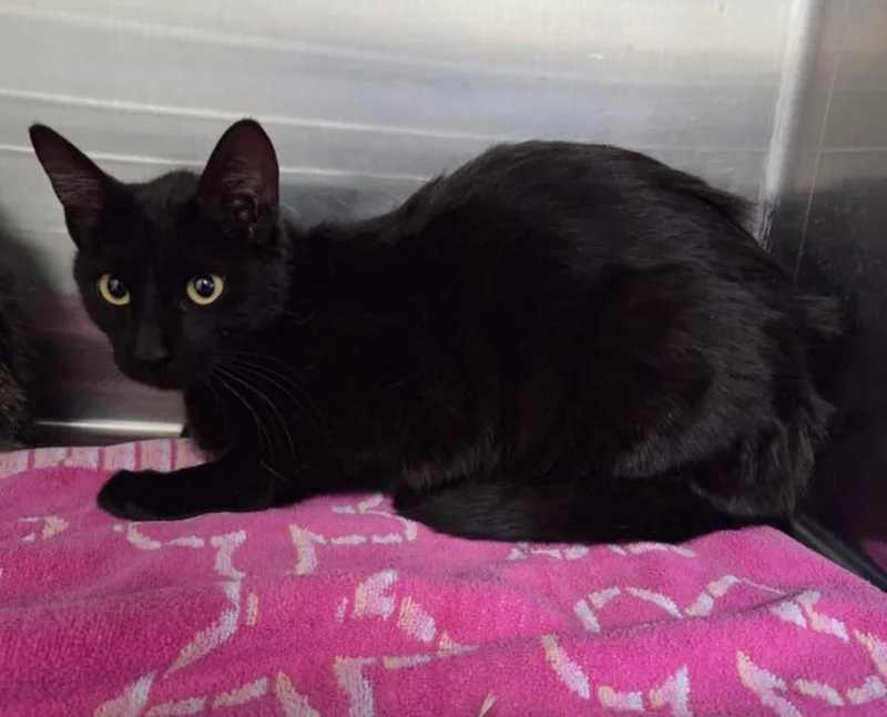 A young medium-sized female Domestic Short Hair cat named Eloise for adoption in Norco, CA