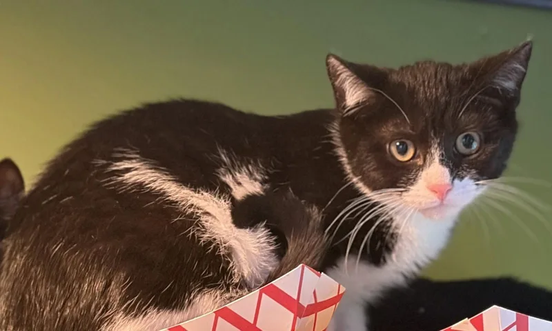 A baby medium-sized male Black & White / Tuxedo Domestic Short Hair cat named Blandon for adoption in Trenton, NJ