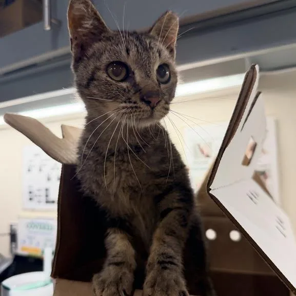 A young small-sized male Brown / Chocolate Domestic Short Hair cat named Wobbles for adoption in Jacksonville, FL