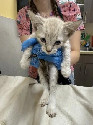 A baby small-sized male Domestic Short Hair cat named QTip for adoption in Honolulu, HI