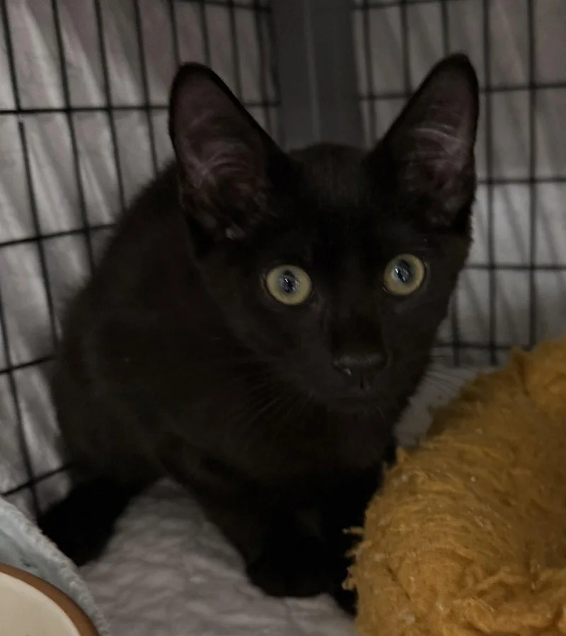 A young medium-sized male Black Domestic Short Hair cat named Frito Pie for adoption in Satellite Beach, FL