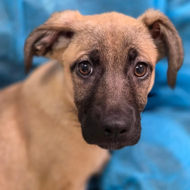 A baby small-sized female Yellow / Tan / Blond / Fawn Mixed Breed dog named Megan for adoption in Charleston, WV