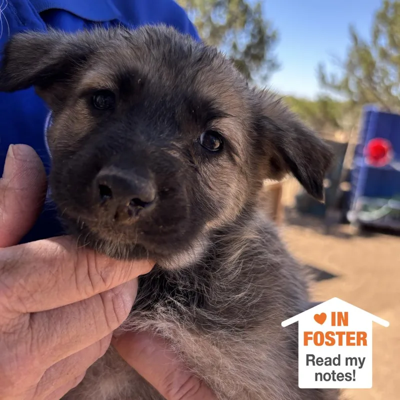 A baby medium-sized female Sable German Shepherd Dog dog named Tobago for adoption in Kanab, UT