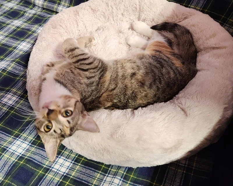 A baby medium-sized female Domestic Short Hair cat named Silky Sushi for adoption in Stow, MA