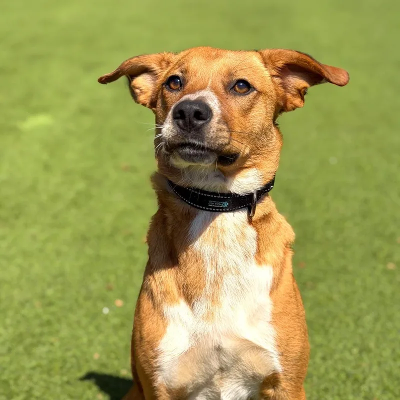 An adult medium-sized female Yellow / Tan / Blond / Fawn Hound dog named Davina for adoption in Gainesville, GA