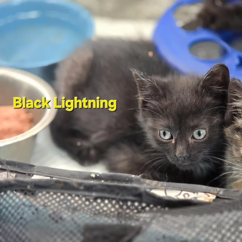 Black Lightning