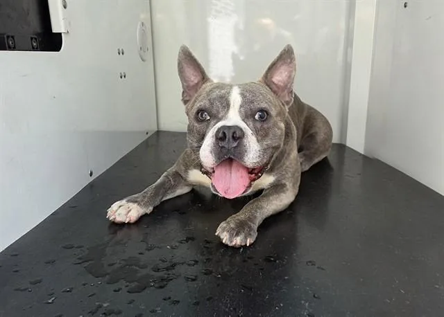 An adult small-sized male American Bulldog dog named A for adoption in Charlotte, NC