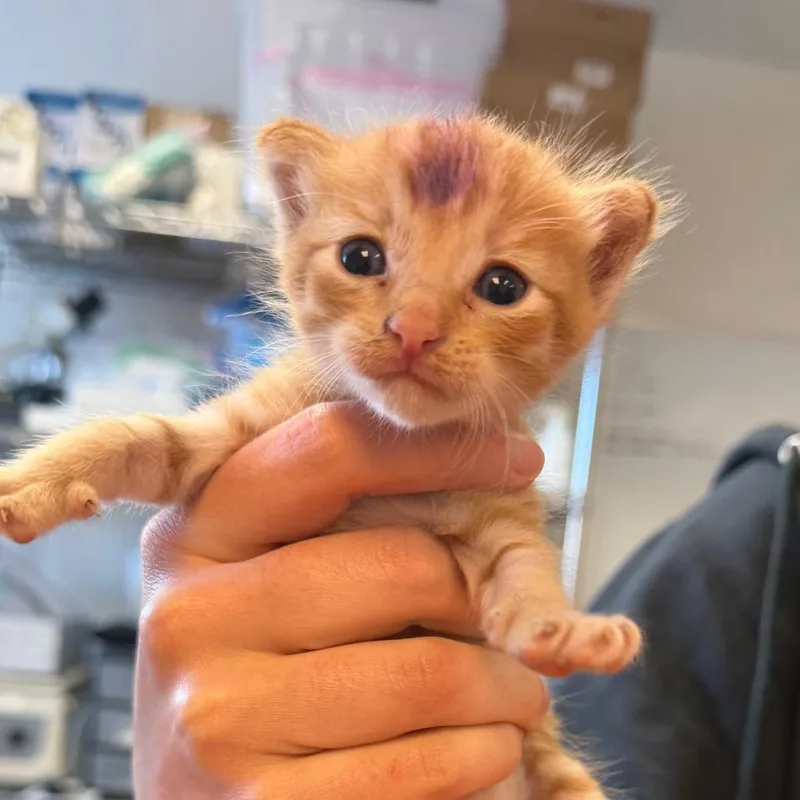 A baby small-sized male Orange / Red Domestic Short Hair cat named DooDad for adoption in Austin, TX