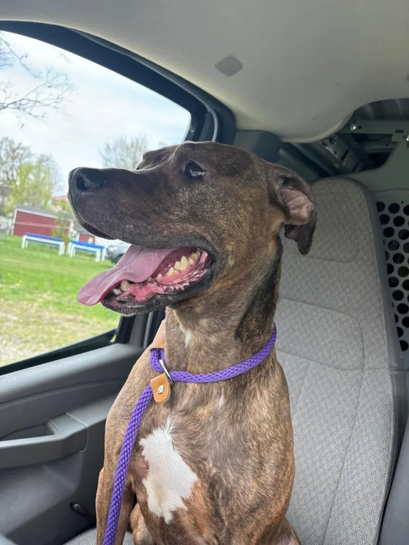 An adult large-sized female Pit Bull Terrier dog named Precious for adoption in Front Royal, VA
