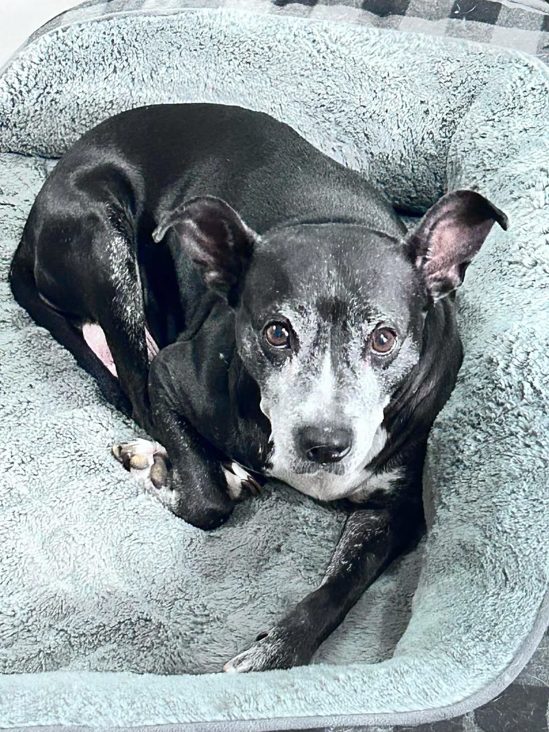 A senior medium-sized female Black Pit Bull Terrier dog named Rebel for adoption in Houston, TX