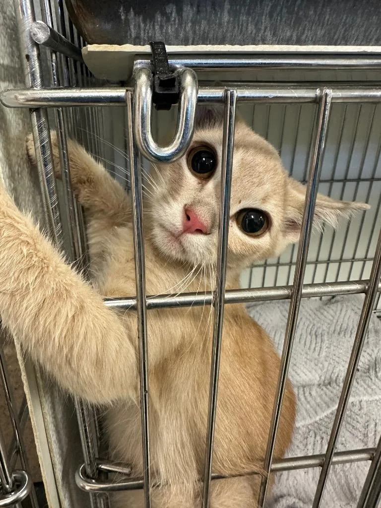 A baby medium-sized female Domestic Short Hair cat named Bea for adoption in Rock Springs, WY