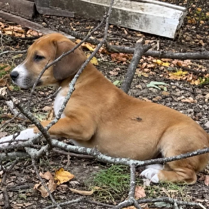 A young small-sized male Beagle dog named Forrest for adoption in Rogersville, MO