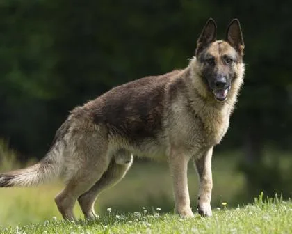 An adult large-sized male Black German Shepherd Dog dog named Baron for adoption in Bedford, IN