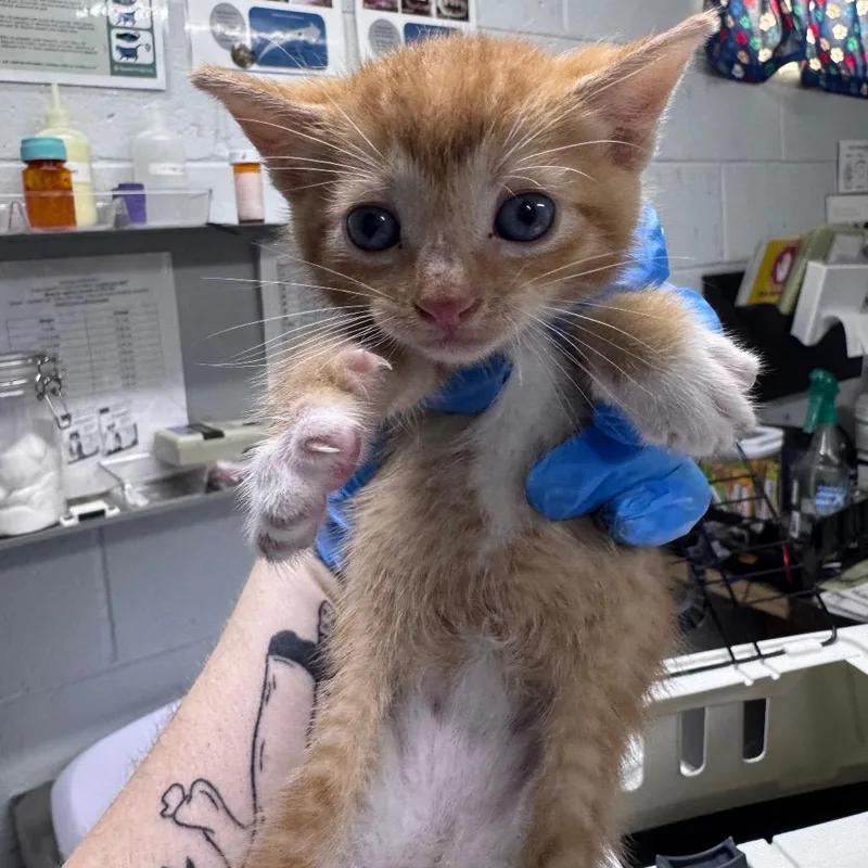 A baby small-sized male Orange / Red Domestic Short Hair cat named Otis for adoption in Summerville, SC