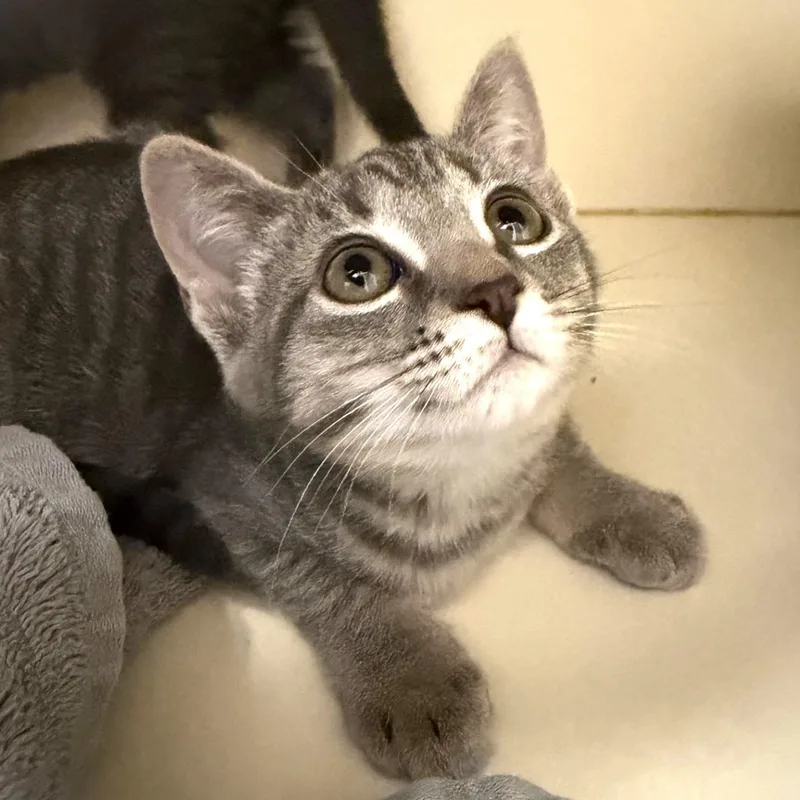 A baby small-sized female Tabby (Gray / Blue / Silver) Domestic Short Hair cat named Celeste for adoption in Cooperstown, NY