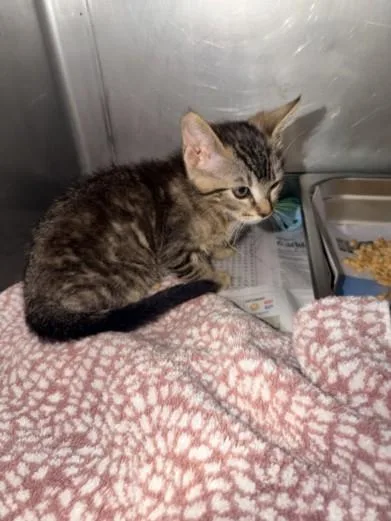 A baby small-sized male Domestic Short Hair cat named Oreo for adoption in Chatsworth, CA
