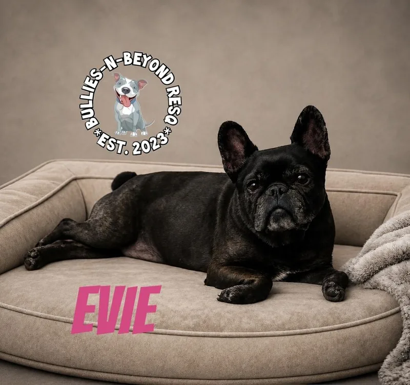 A senior small-sized female Black French Bulldog dog named Evie for adoption in Omaha, NE