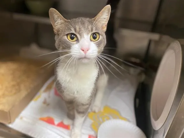 A young small-sized male Domestic Short Hair cat named Boba for adoption in Fort Wayne, IN