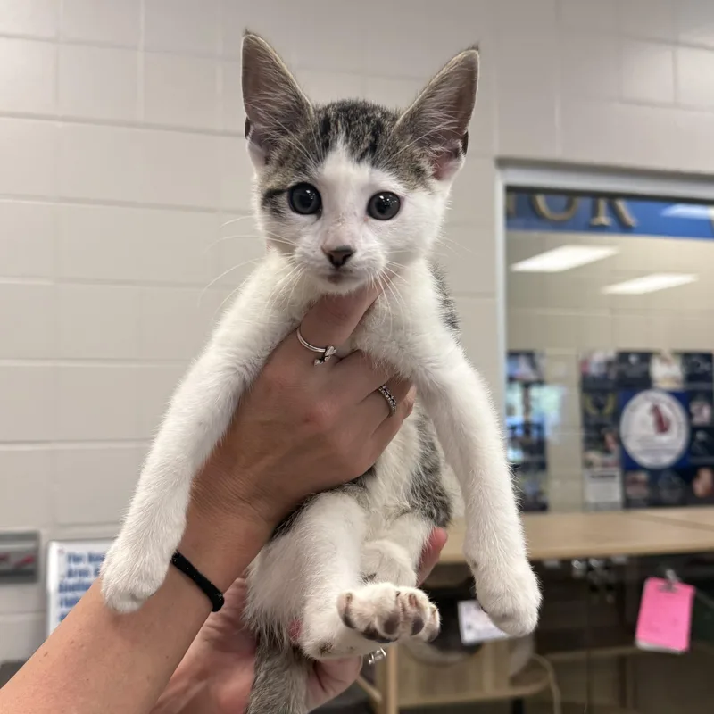 A baby small-sized male Domestic Short Hair cat named Havoc for adoption in Kearney, NE