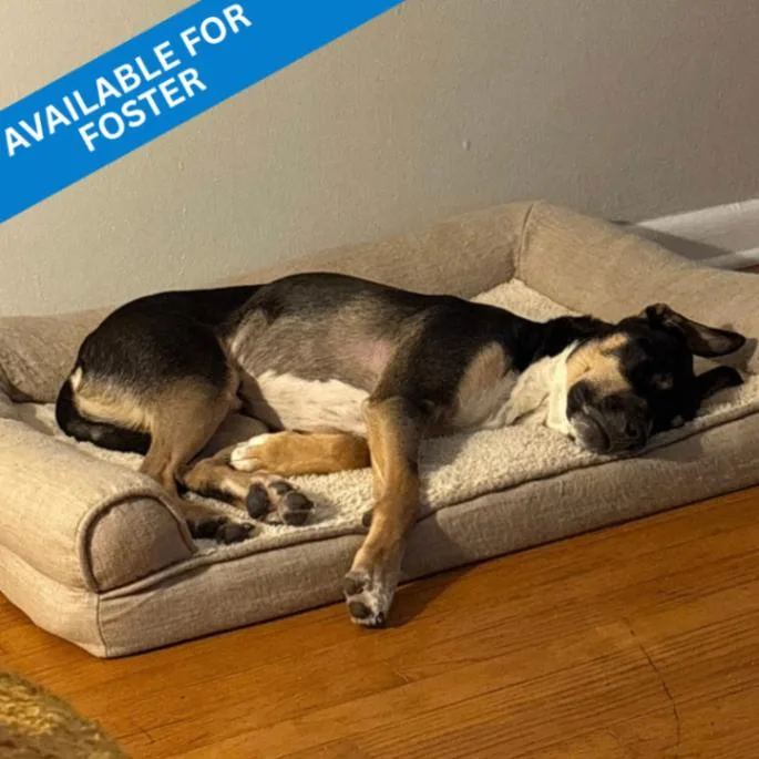 An adult large-sized male American Staffordshire Terrier dog named Meko for adoption in Roanoke, VA