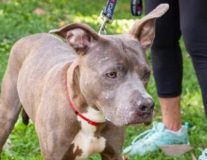An adult medium-sized female Mixed Breed dog named Ruthie for adoption in West Chester, PA