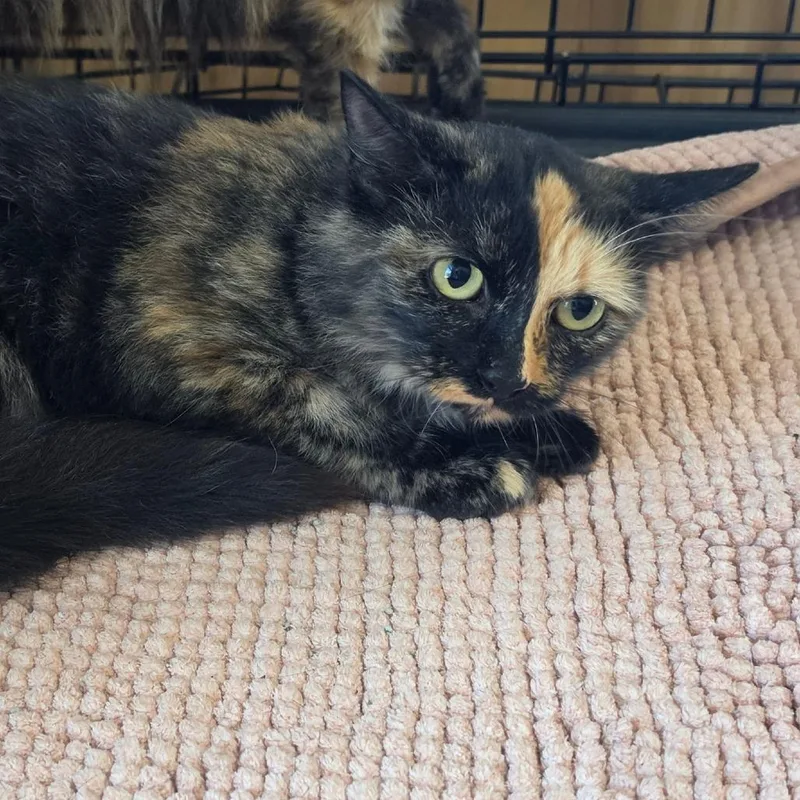 An adult small-sized female Black Domestic Long Hair cat named Latte for adoption in Pittsburg, KS