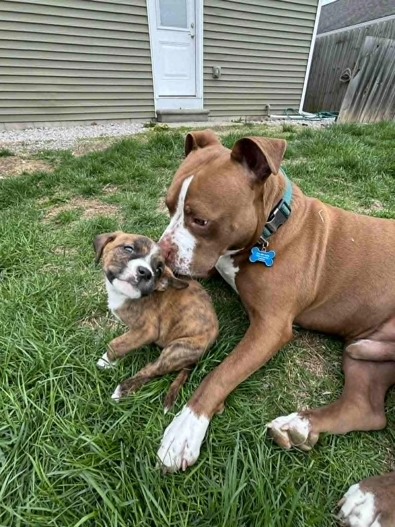 A baby medium-sized female Pit Bull Terrier dog named Harley for adoption in Pleasant Ridge, MI