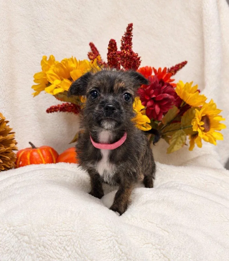 A baby small-sized female Shih Tzu dog named Amelia for adoption in Ellijay, GA