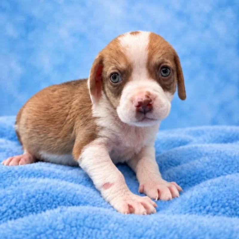A baby medium-sized male Brown / Chocolate Hound dog named Cyrus for adoption in St. Peters, MO