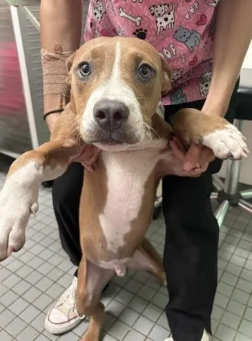 A baby medium-sized male Apricot / Beige Pit Bull Terrier dog named Julep for adoption in Austin, TX