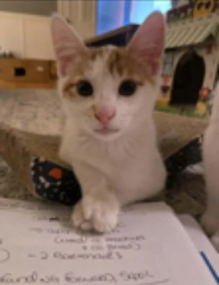 A baby medium-sized male Orange & White Domestic Short Hair cat named Zipper for adoption in Springfield, PA