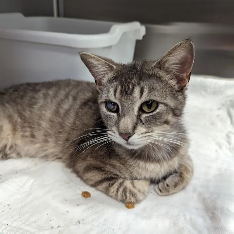 Gingersnap thumbnail 2