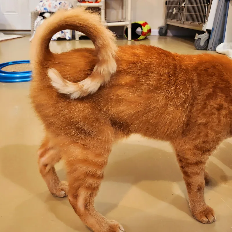 Gingersnap thumbnail 3