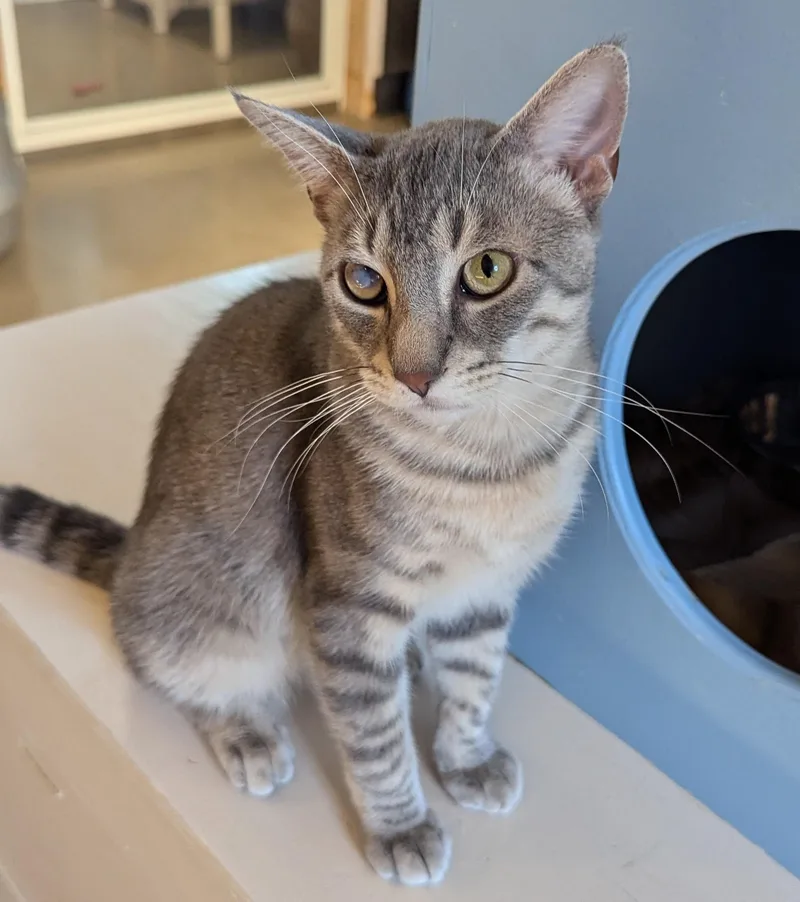 Gingersnap thumbnail 5