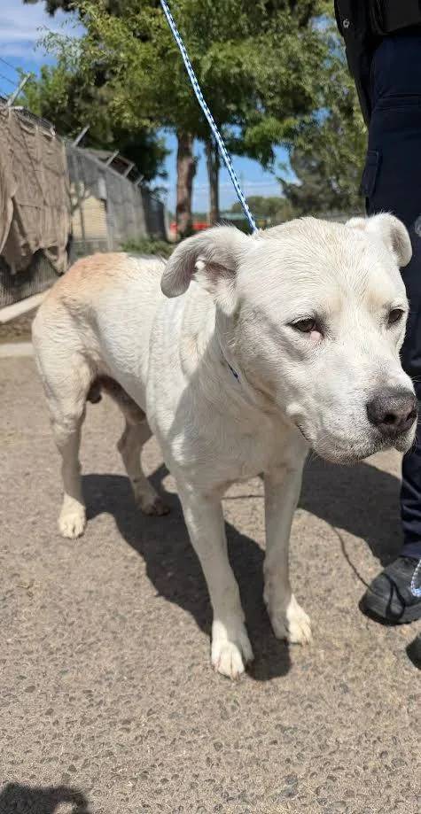 A senior medium-sized male White / Cream Labrador Retriever dog named Ghost for adoption in Oakdale, CA
