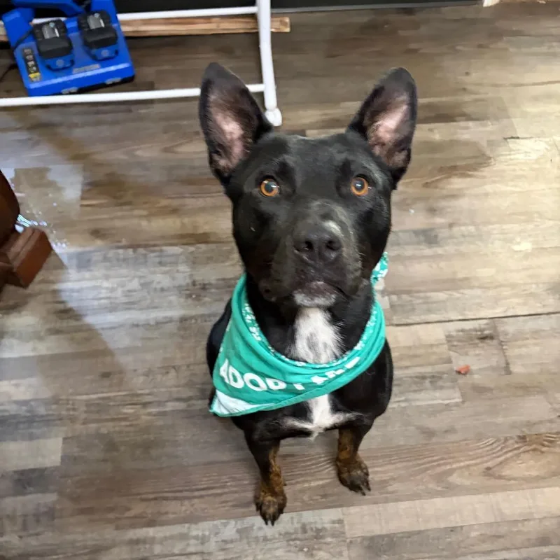 A young large-sized male Black Mixed Breed dog named Pepper for adoption in Sequatchie, TN